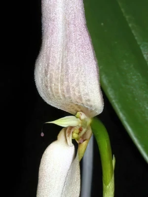 Bild von Bulbophyllum anteniferum 3